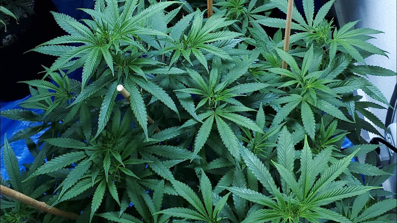 710 Cheese, GDP and Jack's Girl final 2 weeks of Veg