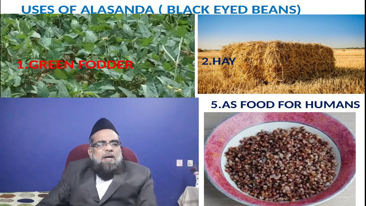GOAT FARMING-ANNUAL LEGUME FODDER : ALASANDA (LOBHIA) CULTIVATION -PART-19