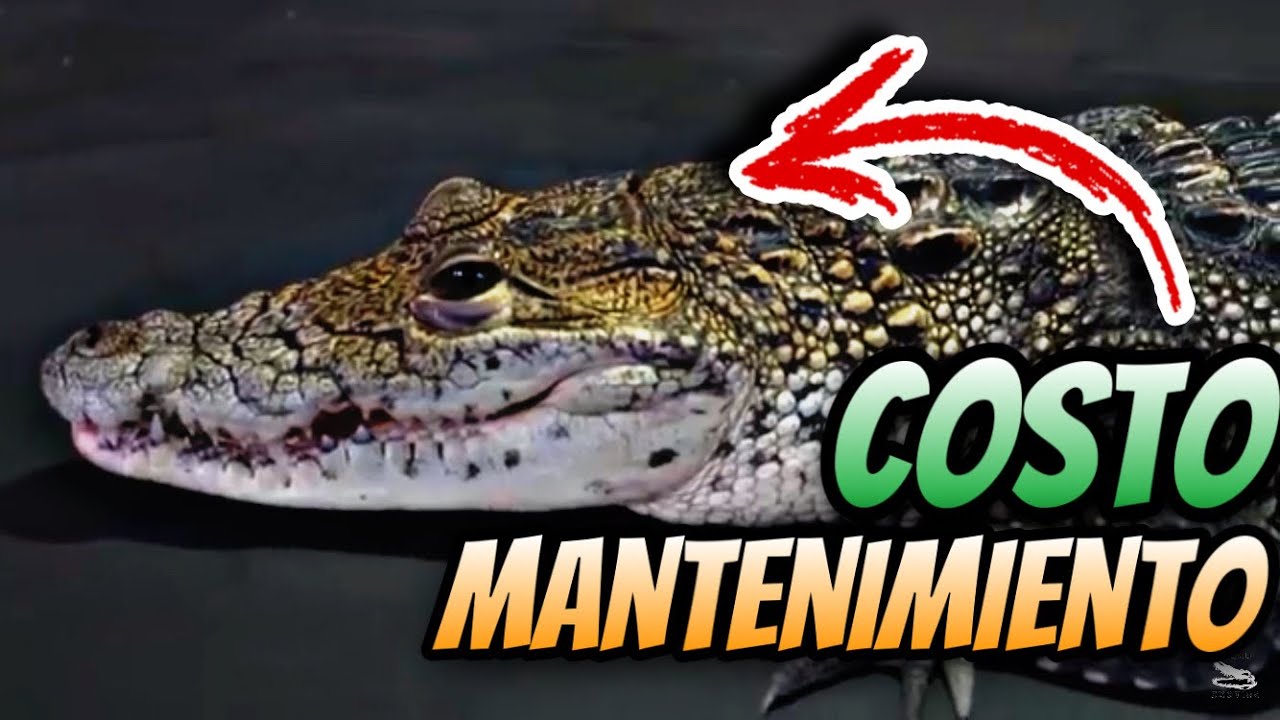 Costo Mantenimiento Cocodrilo Moreletti!!!