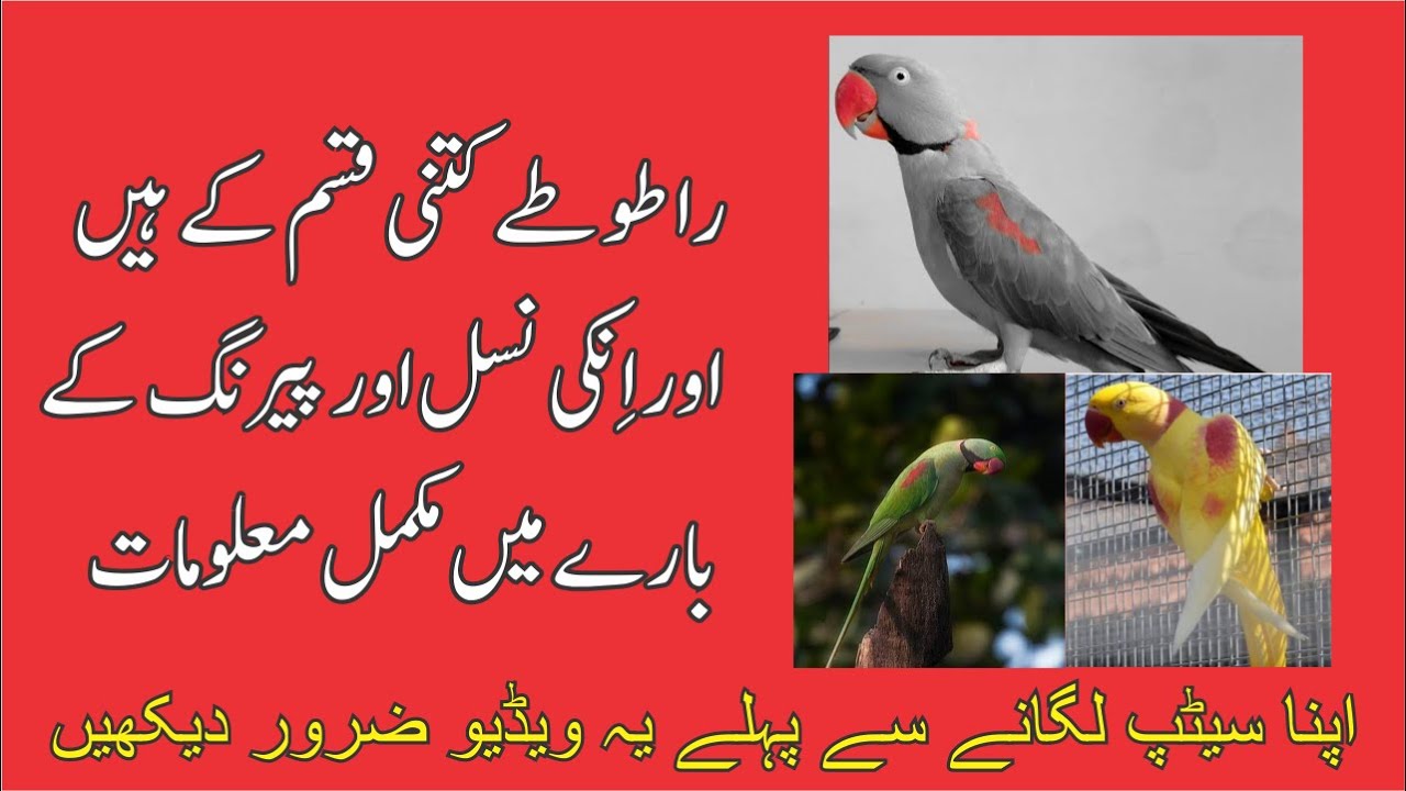 Raw-Alexander Parrot's Mutation And Genetic