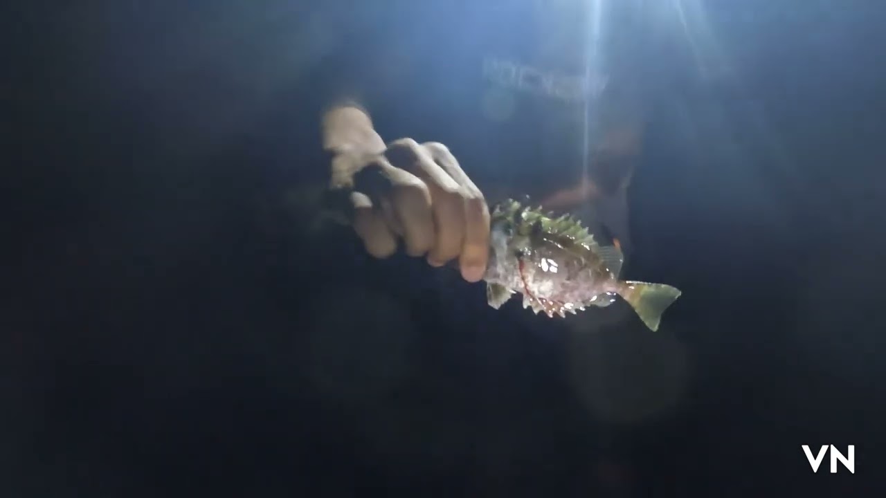 Cari Ikan malam hari Pake center, Banyak Ikan buntal dan Kerang