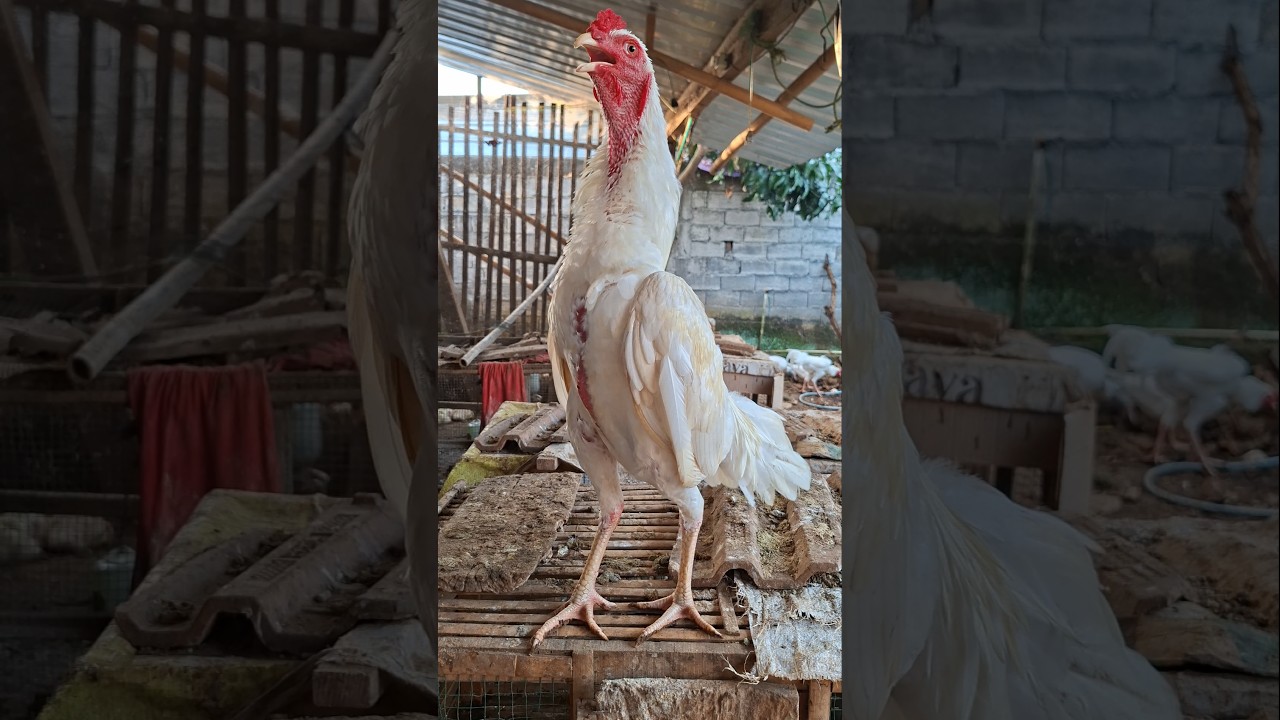 The sound of my rooster crowing in the morning. || Pitik jago kluruk di pagi hari. #chicken #rooster
