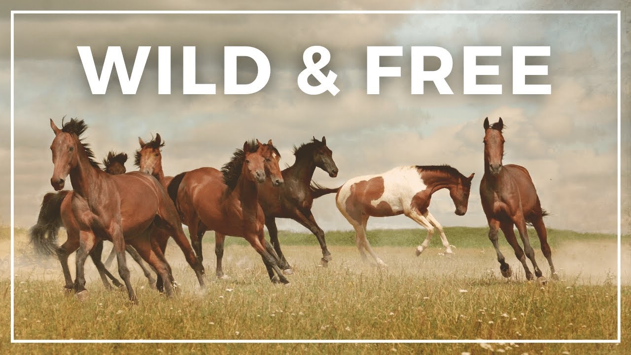 Saving Wyoming's Wild Horses | where to see Mustangs
