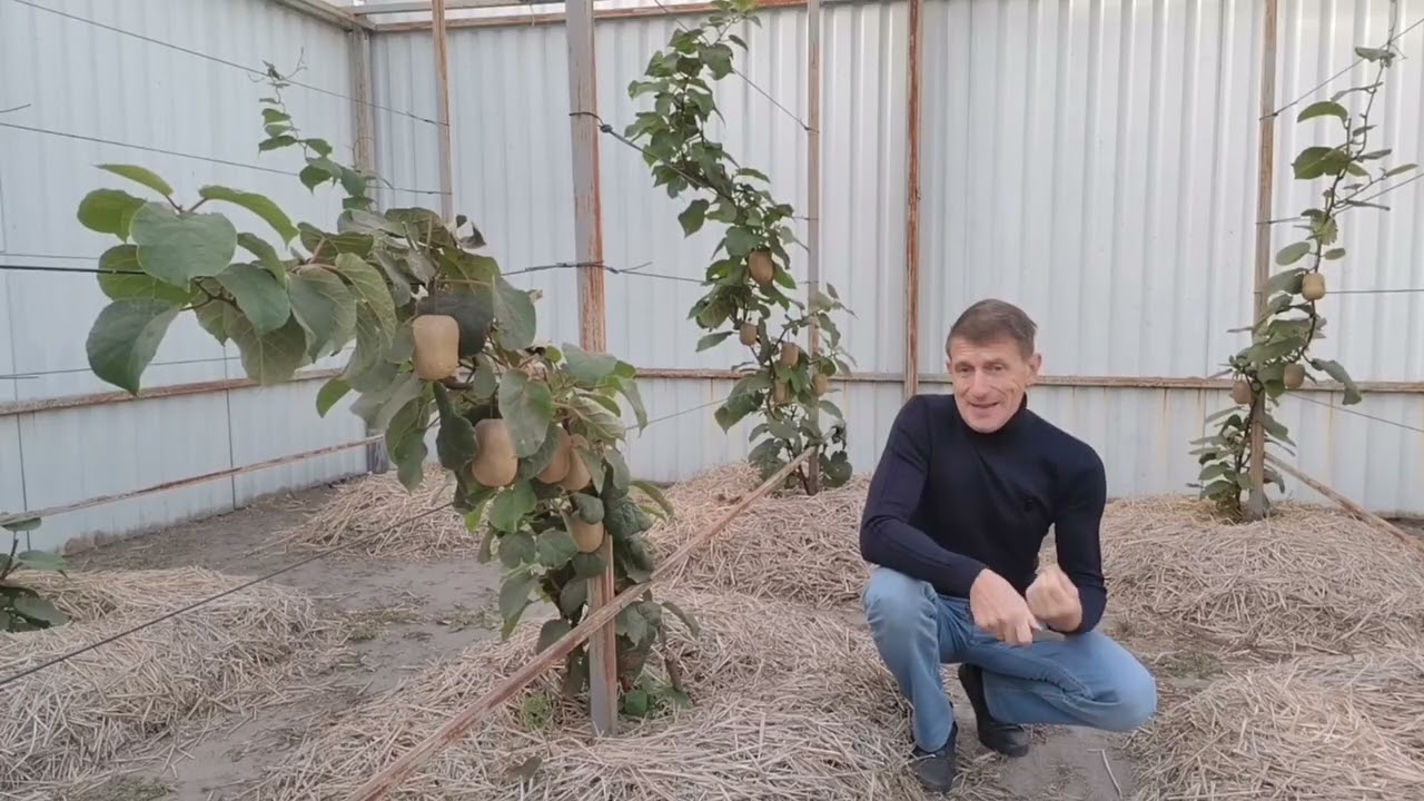 Четыре ошибки при посадке киви 