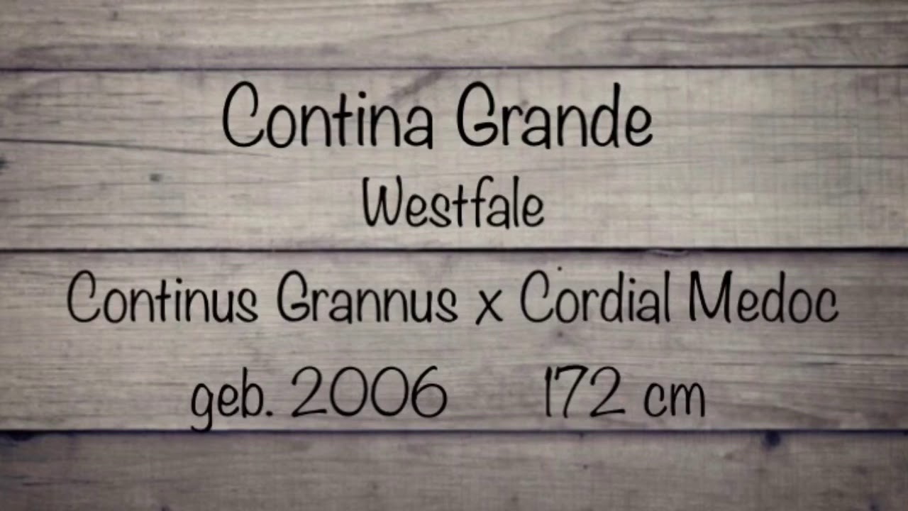 Fohlengl&uuml;cks Zuchtstute Contina Grande (Continus Grannus x Cordial Medoc)