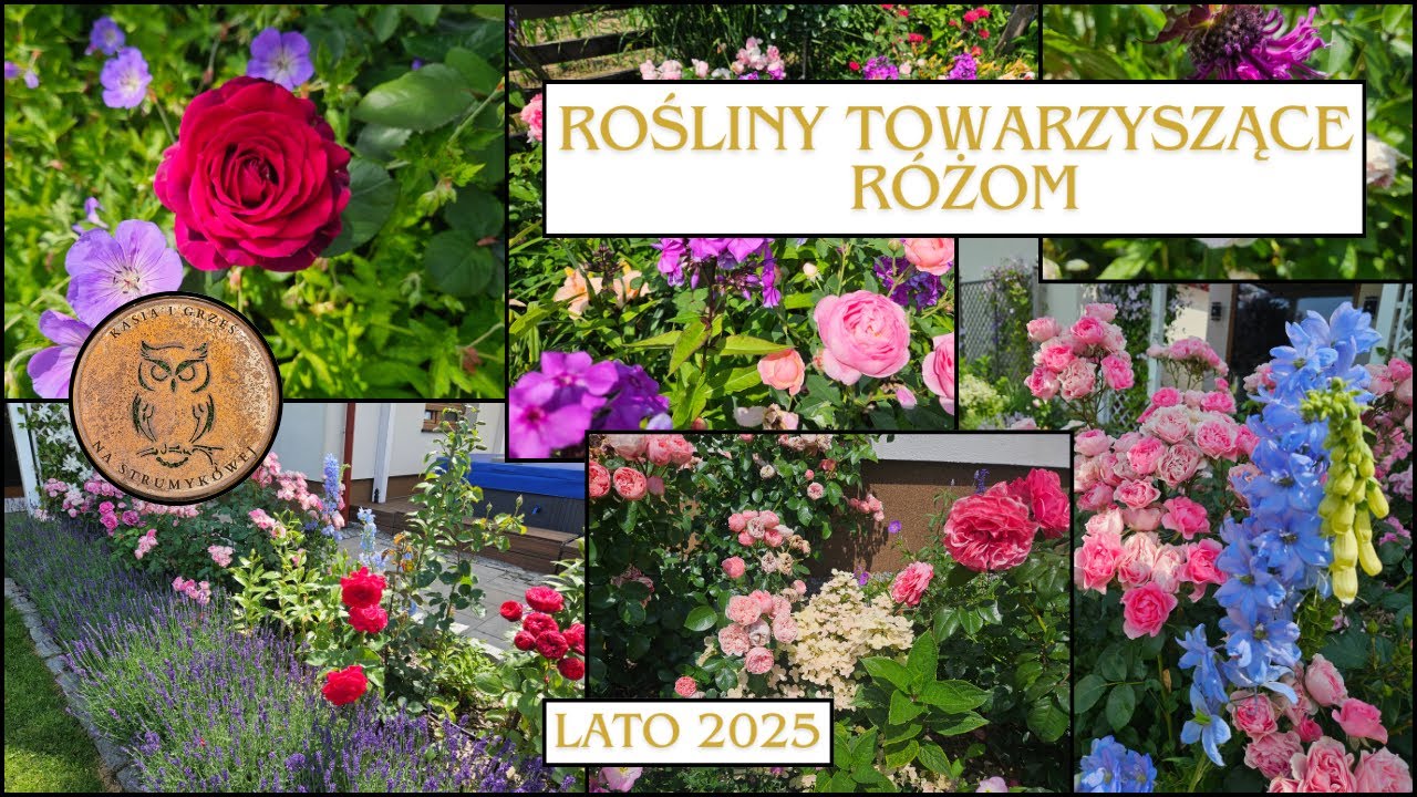 Rośliny towarzyszące różom