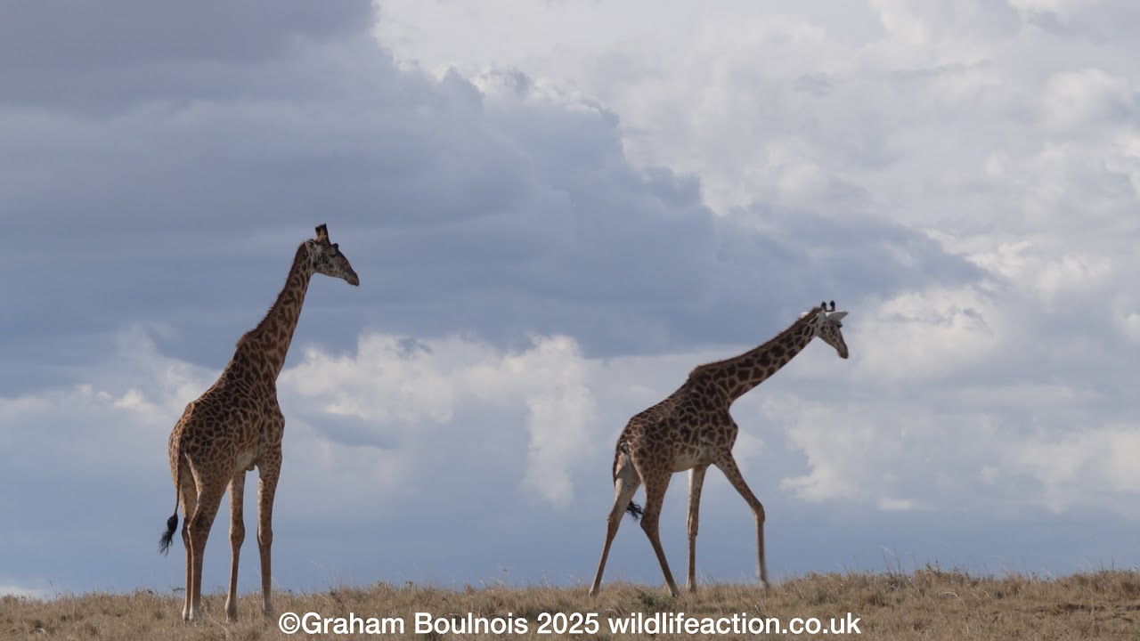 Browsing Giraffes on a hillside with nice cloud formations