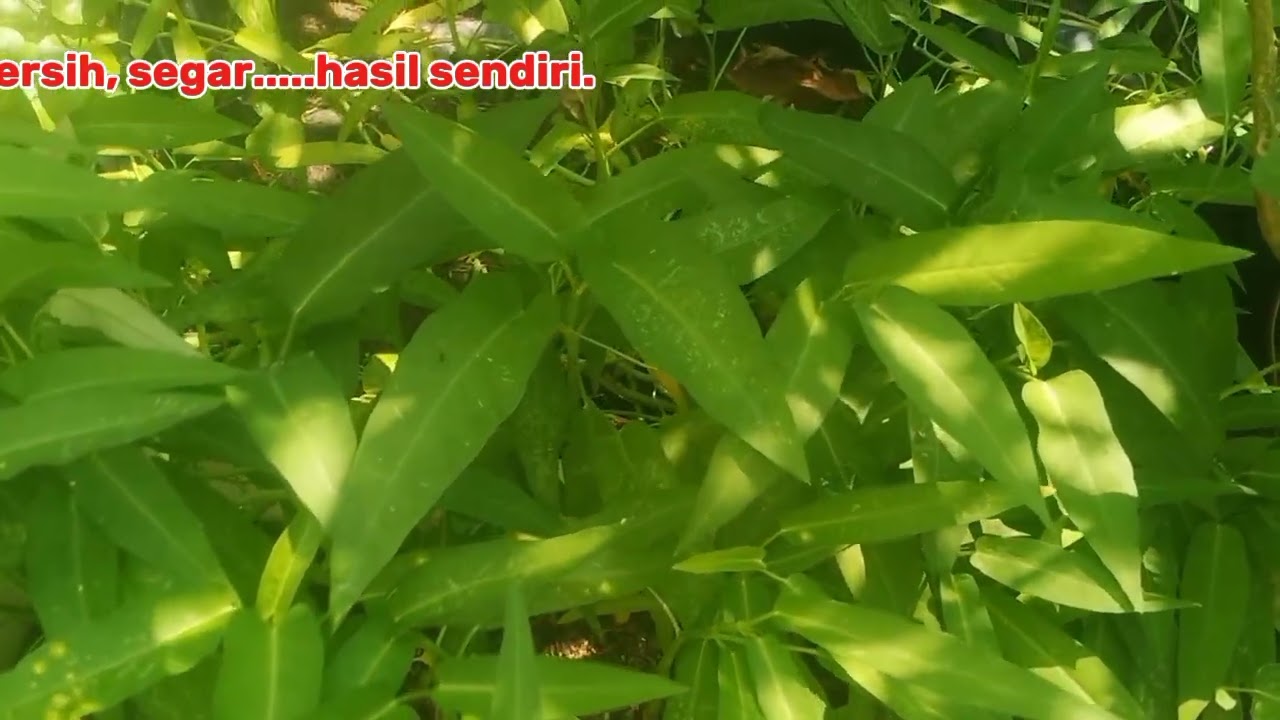 Berbudi pada tanah/kutip sayur kangkung segar/tanam sendiri