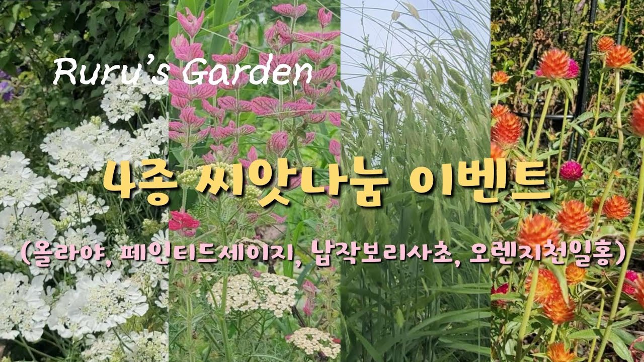 아이리스 정원 완성하기, 씨앗나눔이벤트,  12월 구근심기