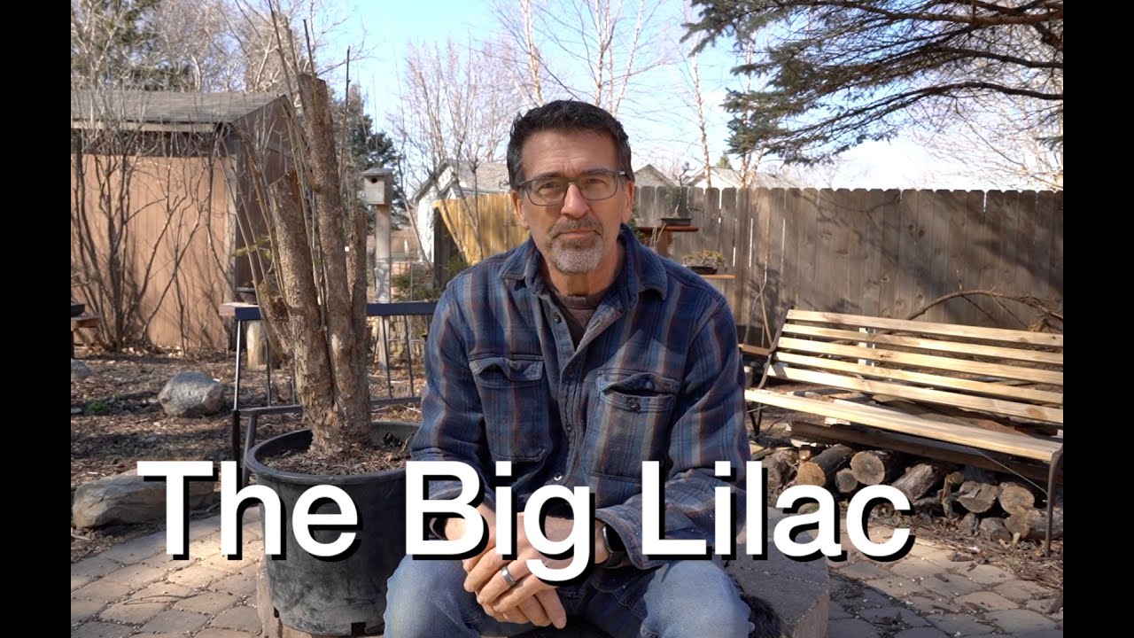 The BIG Lilac:  Dave's Bonsai E205