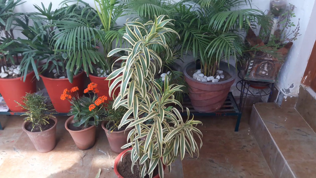 Care of Song of India plant || 18 March, 2017