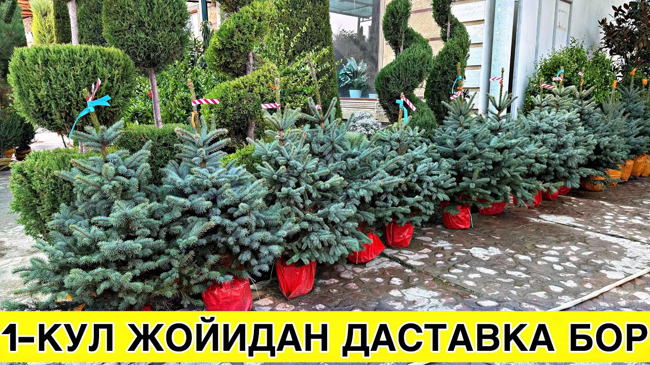 ДЕКАРАТИВНИЙ ДАРАХТ АРЧА ВА ГУЛЛАР 1-КУЛ ЧОЙИДАН ☎️+998913263037