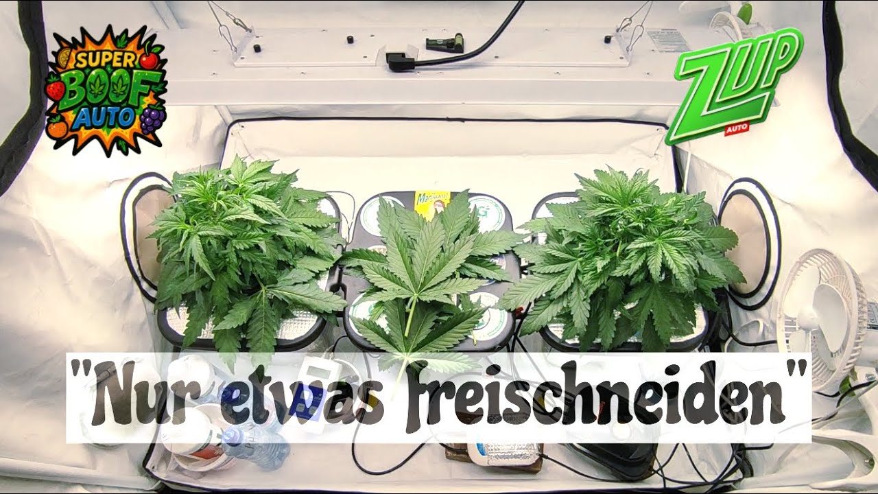 RDWC Folge 4: Nur etwas frei schneiden - Super Boof + Z-Up Auto