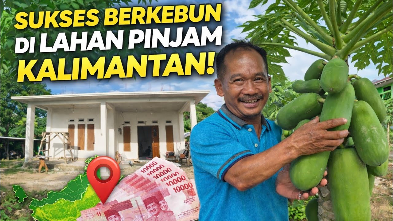 CERITA SUKSES BERKEBUN PEPAYA DI KALIMANTAN; DARI LAHAN PINJAM PAKAI BISA BANGUN RUMAH