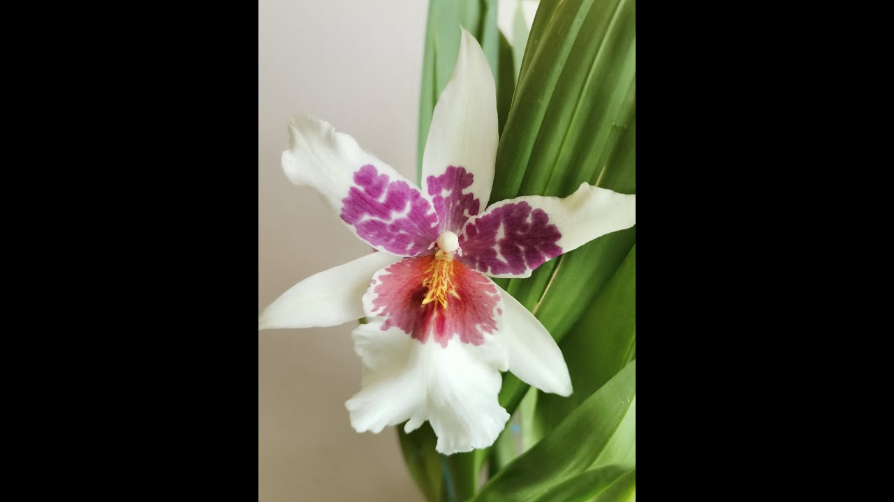 Presađivanje Oncidium hibrida// Uppotting Beallara Big Shot 'Hilo Sparkle'