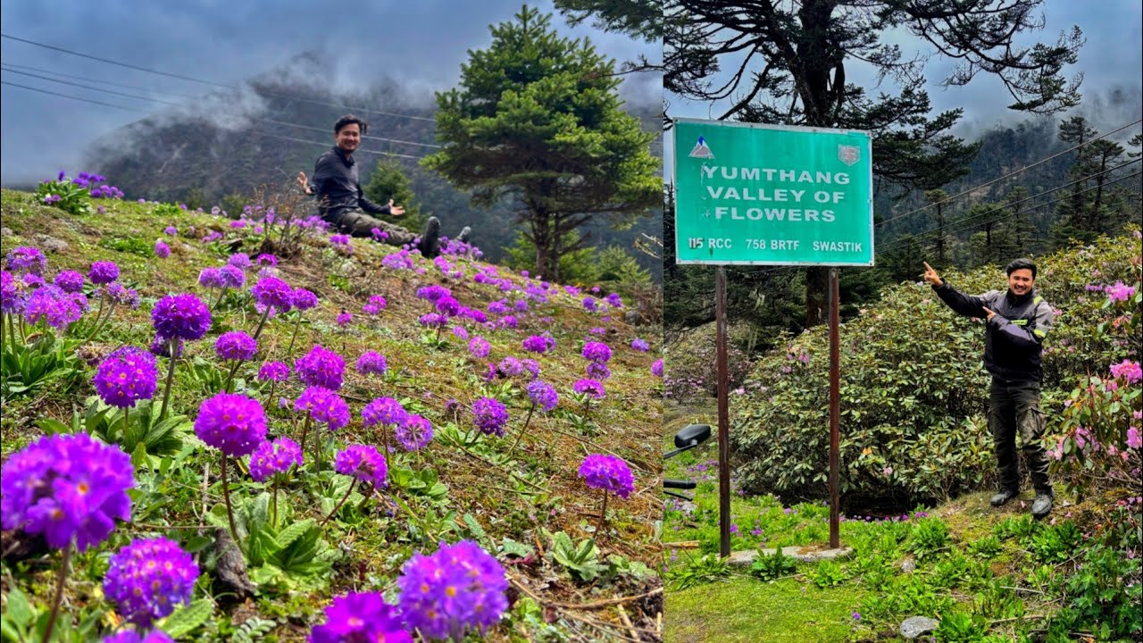 Yumthang Valley North Sikkim || The Valley Of Flowers 💐 ||
