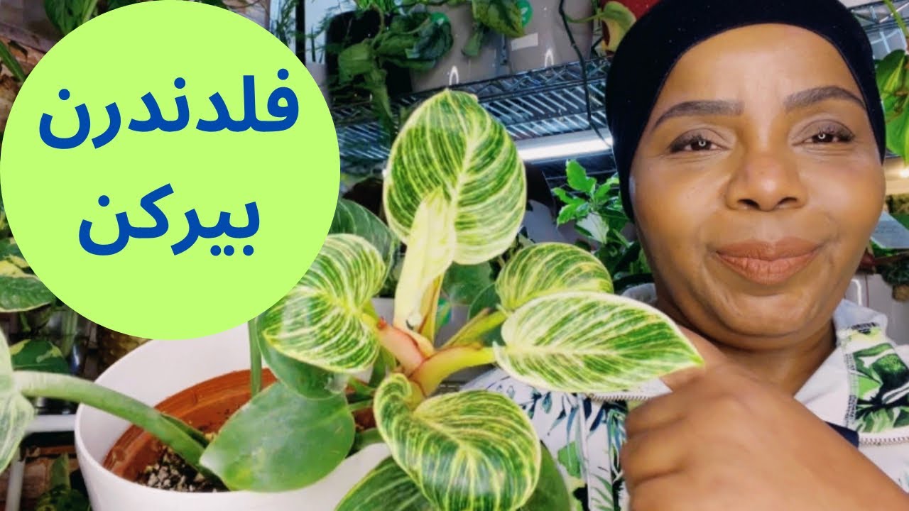 فلدندرن بيركن في مجموعتي