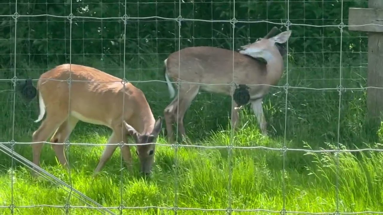 Deer Farm
