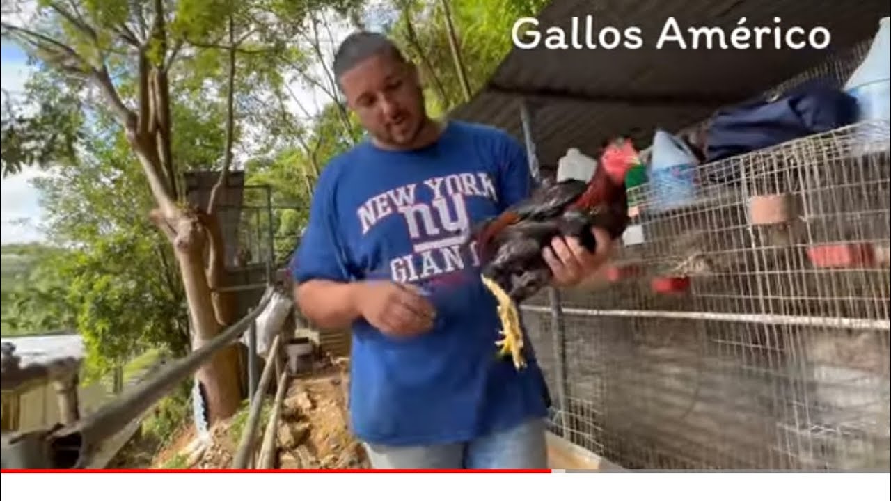 Gallos Américo en Puerto Rico - Imperio Alcatraz Bebo Principe y Angel D’clet
