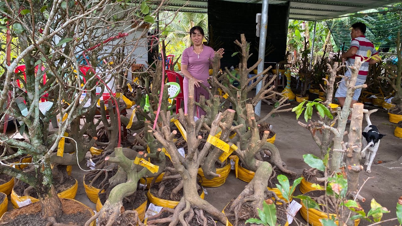 27/02/ chị Vân (0369116270) Gl lô mai phôi dảo hạt thủ Đức đế úp chậu giá rẻ kính mời ❤️❤️