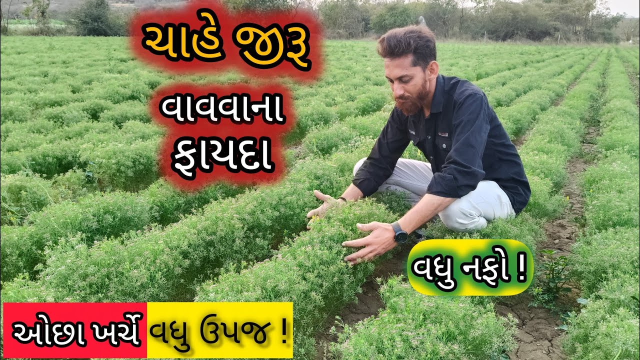 ચાહે જીરૂ વાવવાના ફાયદા | ઓછા ખર્ચે વધુ નફો | જીરૂ ખેતી સંપૂર્ણ માહિતી