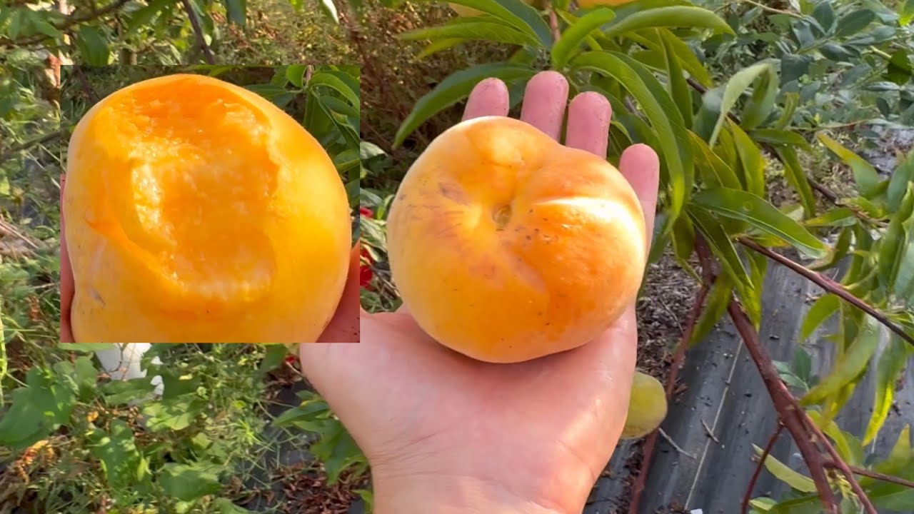 Kinka Percoche Hybrid Peach Apricot Flavor Bomb! Taste Test 