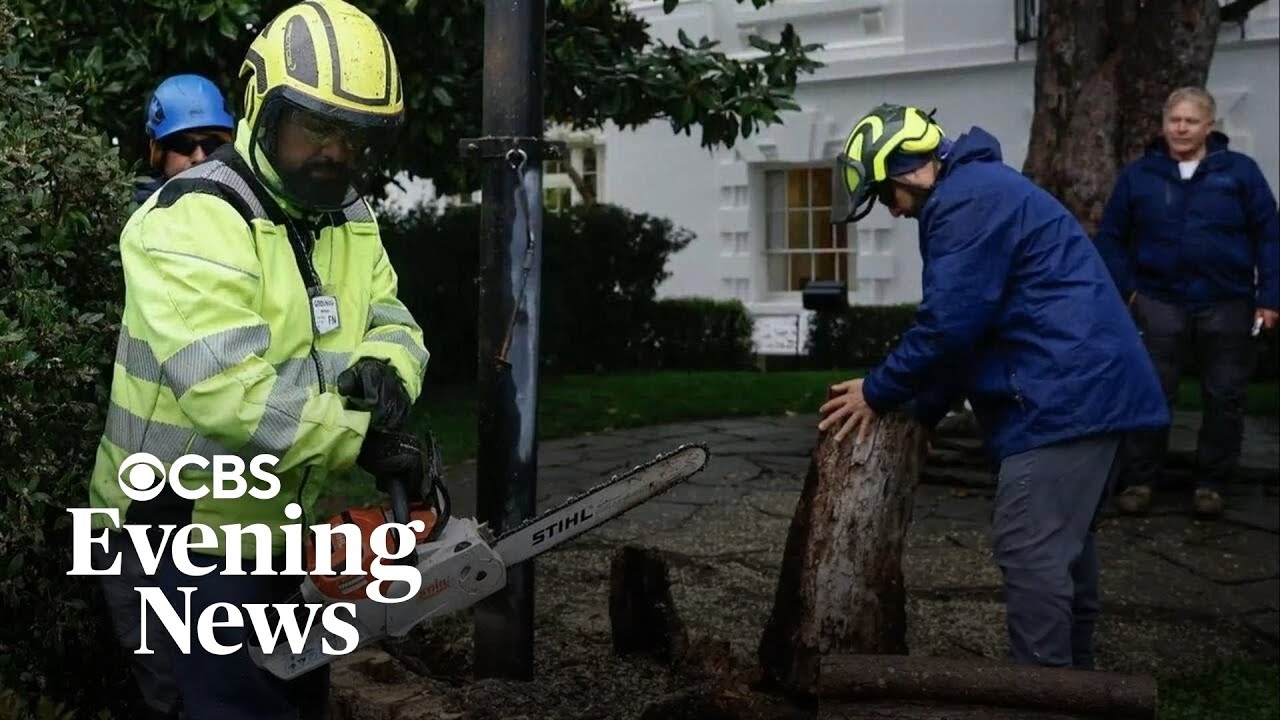 Historic White House tree planted by Andrew Jackson gets the axe