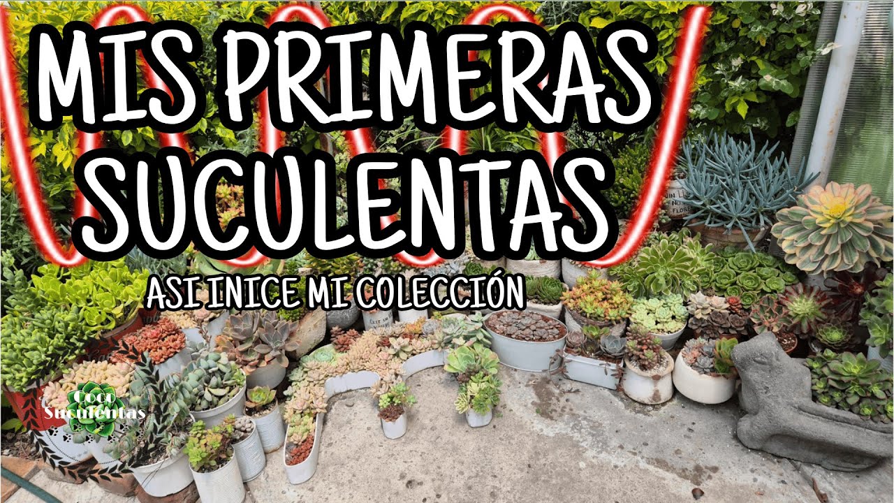 MIS PRIMERAS SUCULENTAS - ASI EMPEZO MI COLECCION -