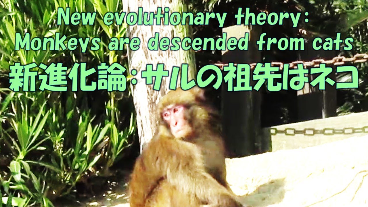 新進化論:サルの祖先はネコ New evolutionary theory: Monkeys are descended from cats 葉ッピー動物園2218 淡路島モンキーセンター 兵庫県