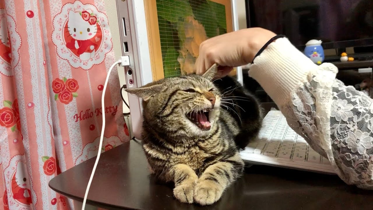 妹のお仕事の邪魔をしすぎて激怒されてしまった猫ｗ