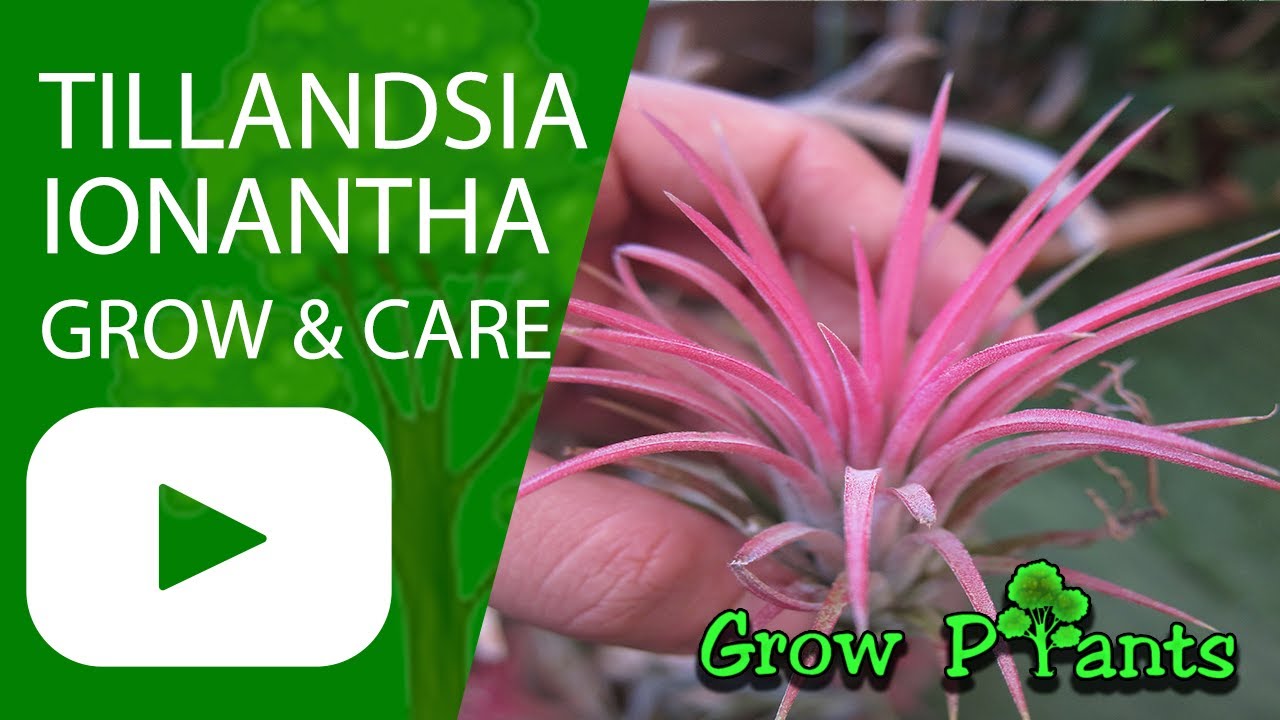 Tillandsia ionantha - grow & care (Air plant)