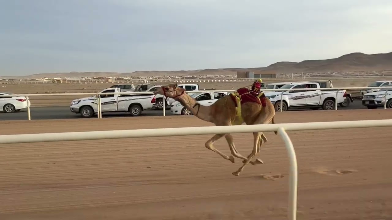 الشوط الأول | بكار مفاريد رئيسي | علاج | مطلق بن سلمان العطوي | 1:46