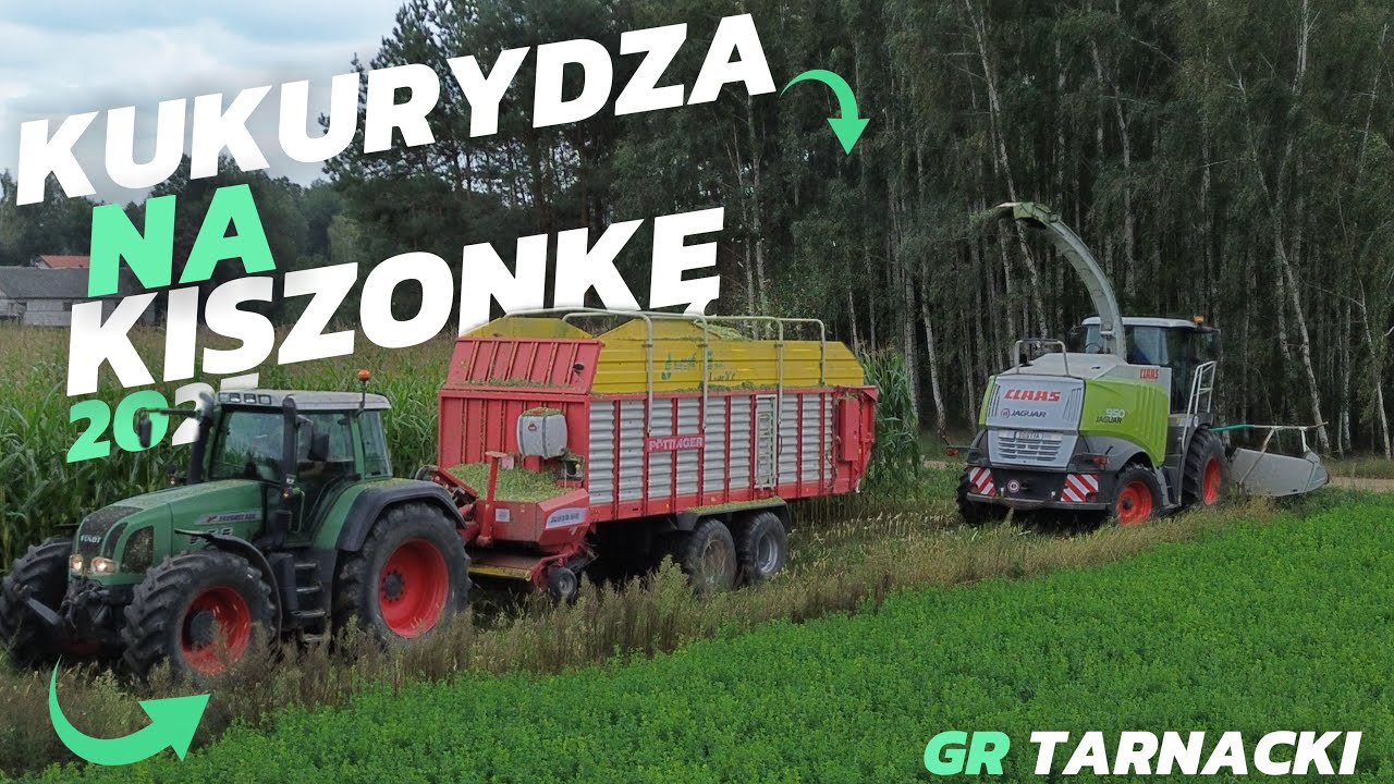 🔥Kukurydza na kiszonkę 2025🔥| GR TARNACKI |