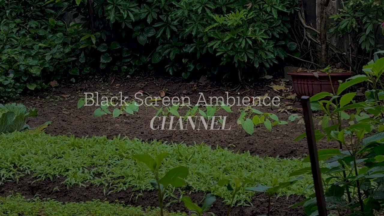 Peaceful Garden Ambience 🌿 Soft Nature Sounds for Deep Sleep & Relaxation (Black Screen) Music Sleep