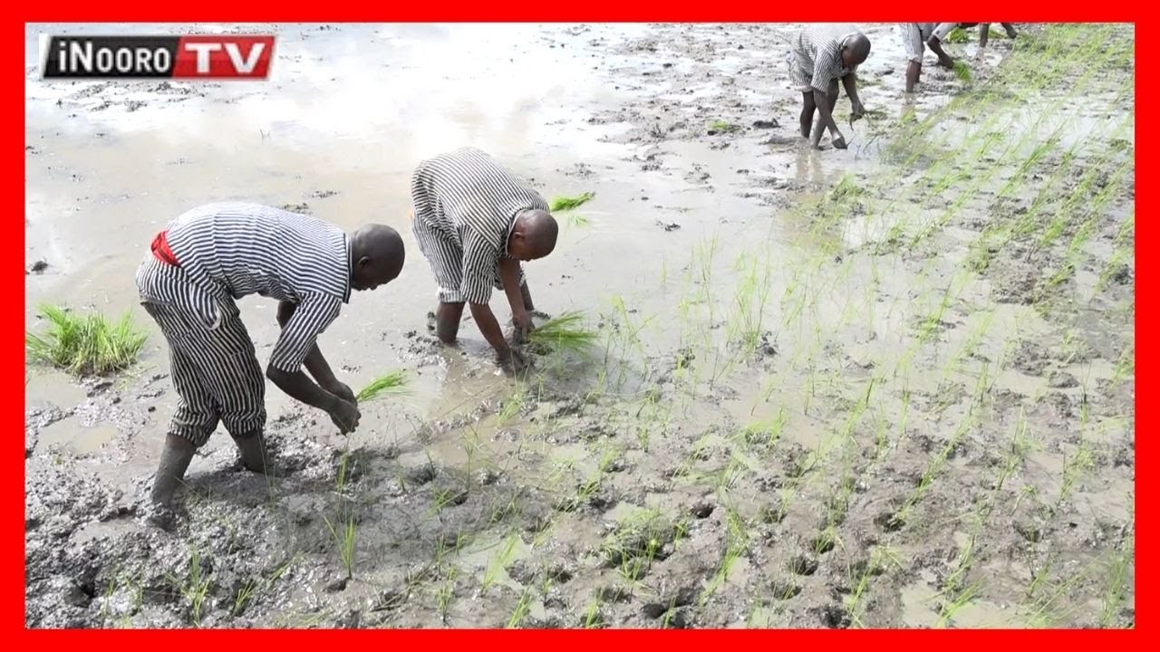 Mamwe ma mawira maria ohwo marutaga njera-ini ya Gathigiriri Prisons, Mwea (Part 2)