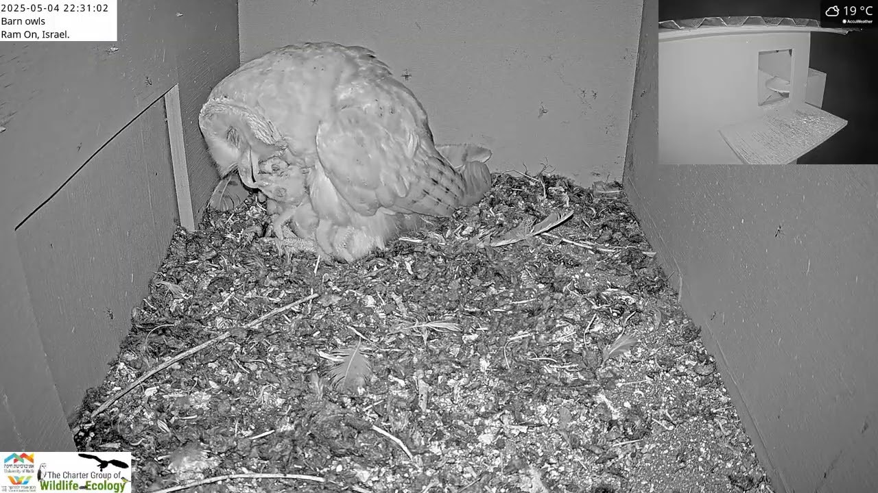 Congrats! Barn owl gives a great feeding to her nestlings