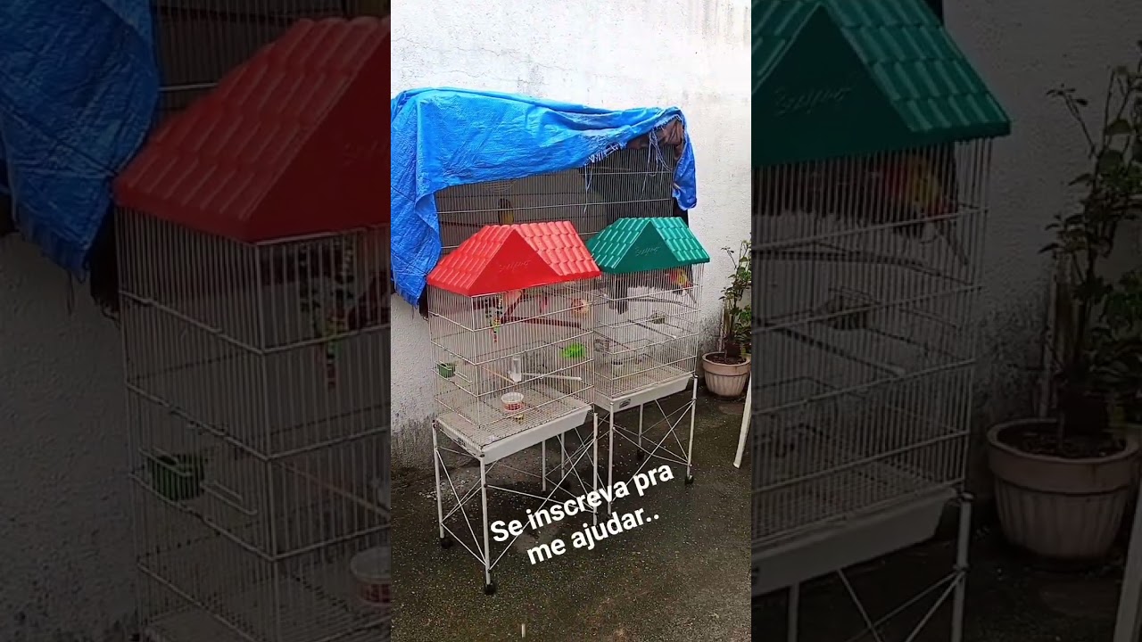 por um bem viver. #aves #parrots #budgies #birds