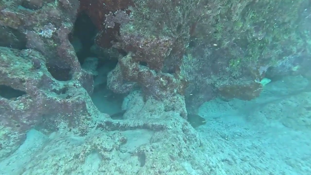 Moray Eel Encounter