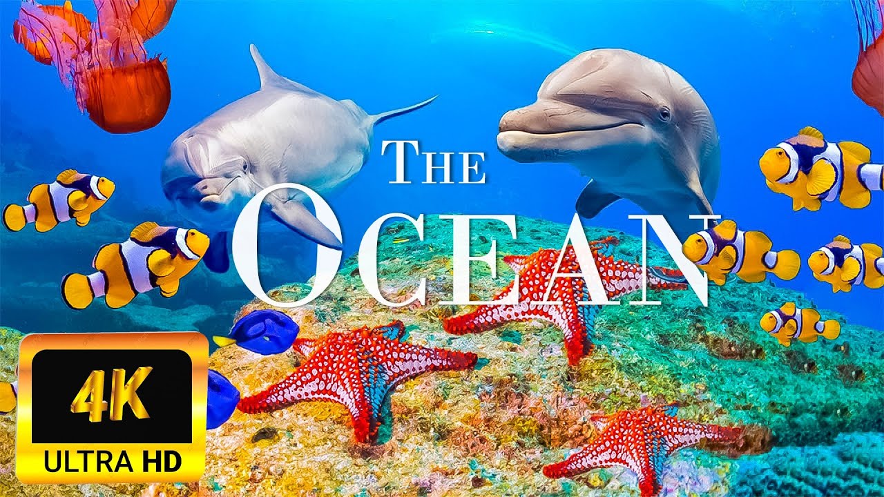 The Colors Of The Ocean 4K | Scenic Wildlife Film With Calming Music | 4K Ultra HD Video