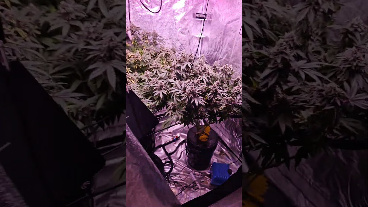 Grow Room Tour 💚