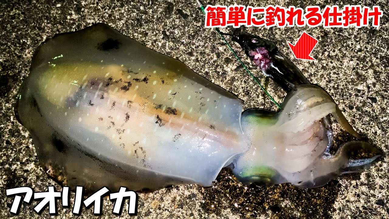 初心者でも超簡単にアオリイカが釣れる仕掛けを投げたら本当に釣れた！【三重県尾鷲漁港】