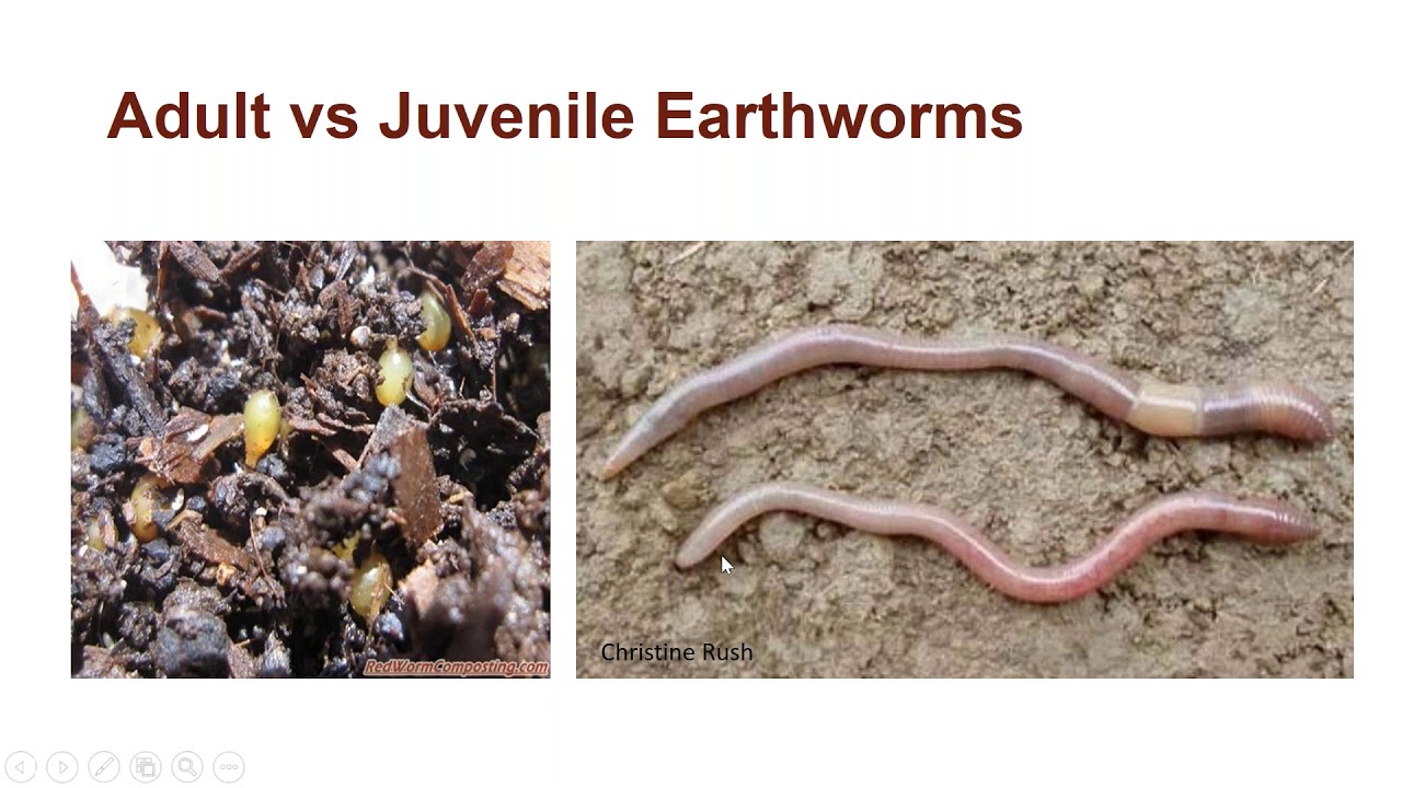 UMass Extension Invasive Insect Webinar Series 2021 – Day 1