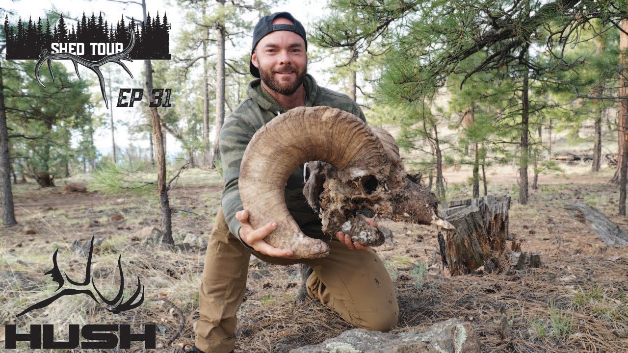 SHED TOUR | A ONCE IN A LIFETIME FIND - DESERT BIGHORN SKULL! | S3E31
