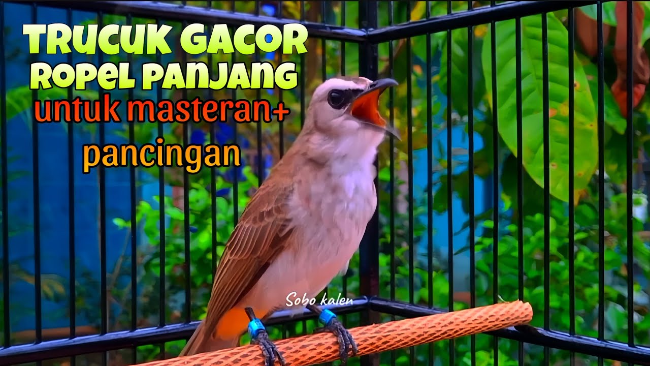 burung trucukan gacor ropel panjang untuk pancingan sekaligus masteran 