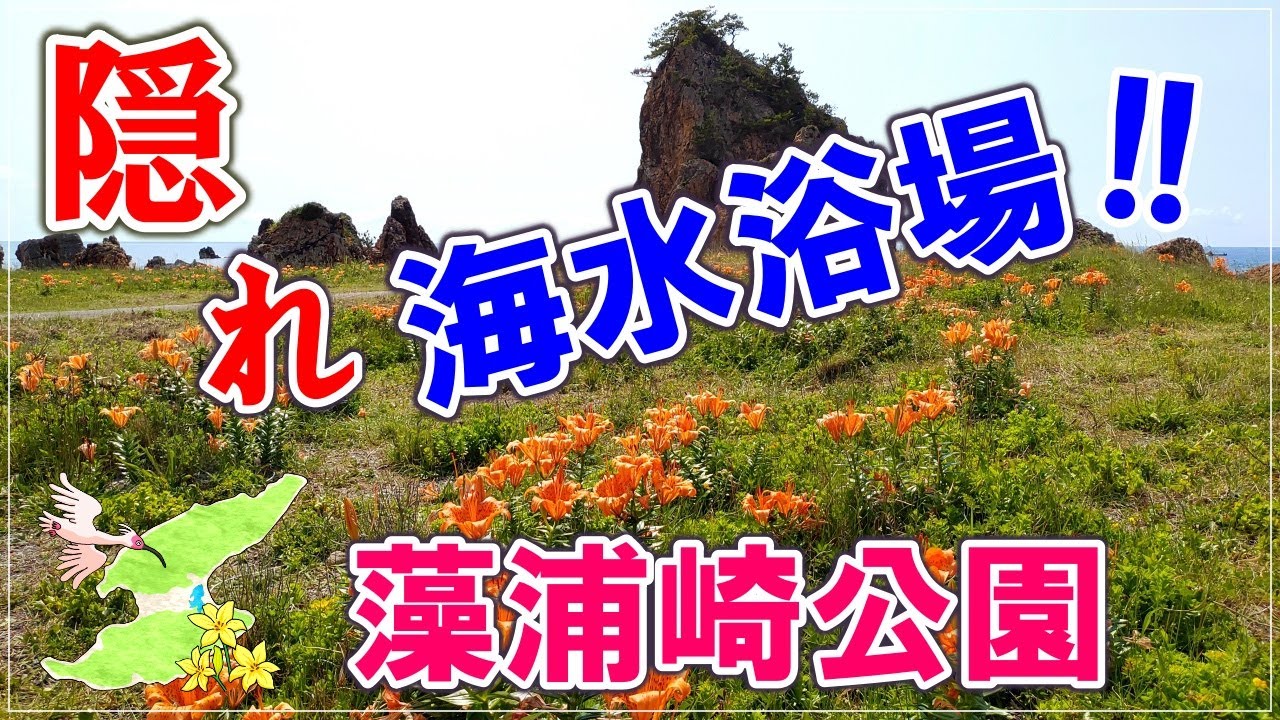 【佐渡】隠れ海水浴場・藻浦崎公園に岩ユリを見に行ってきました！