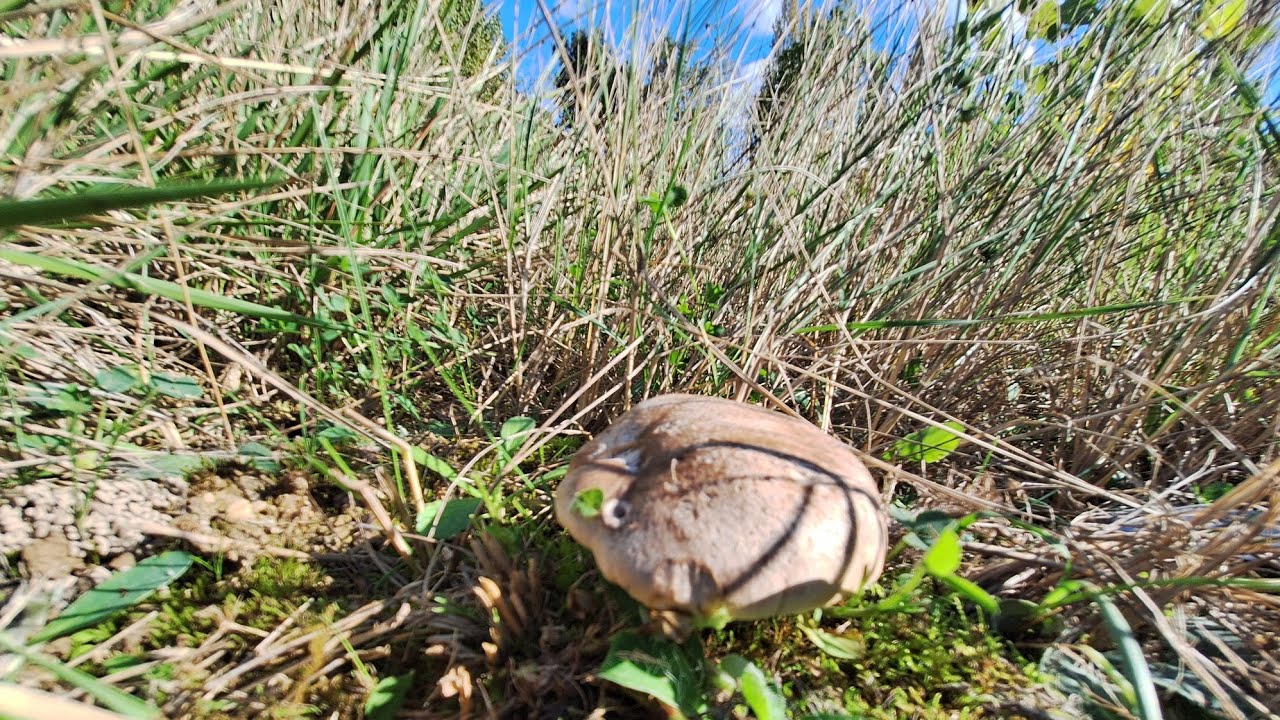 SETAS DE CARDO / PLEUROTUS ERYNGII !!! ( NAVARRA ) 2024