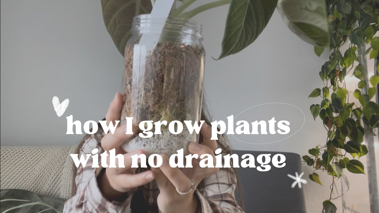 Growing Houseplants in Pots with No Drainage!
