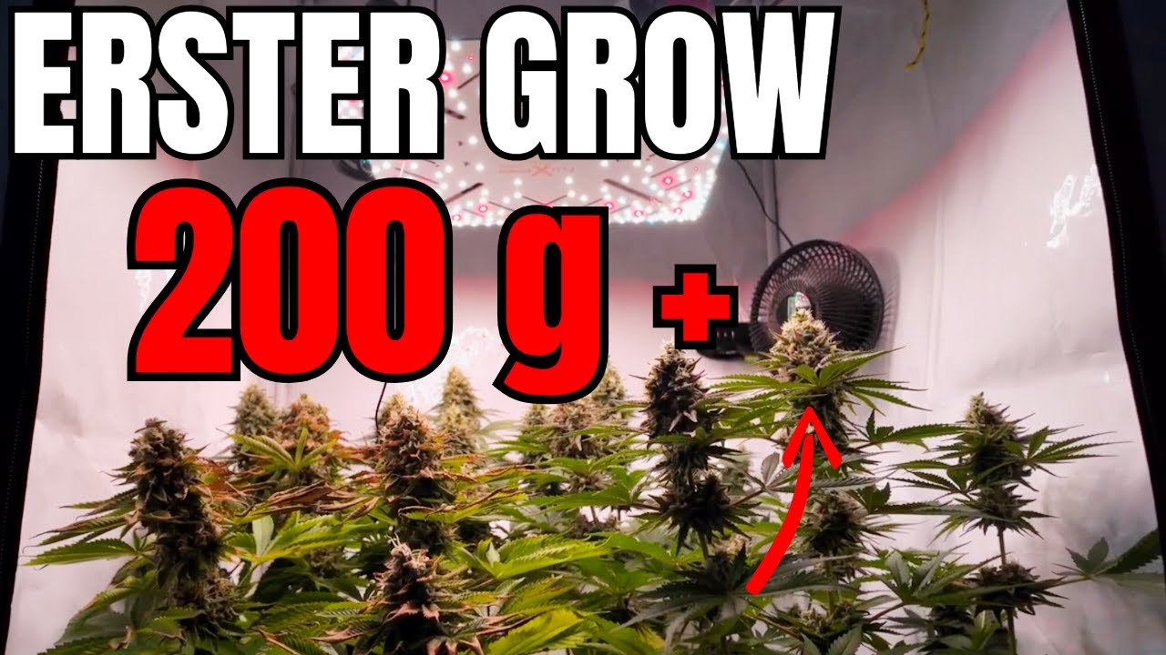 ANFÄNGER ERNTET 200g+ BEI SEINEM ERSTEN HOMEGROW / Kompletter Homegrow von Anzucht bis Ernte
