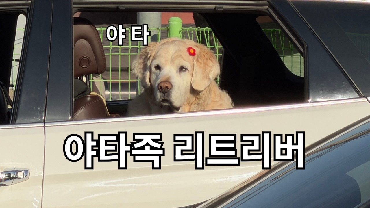 리트리버 때문에 차를 샀습니다 (고마워요 케이카)