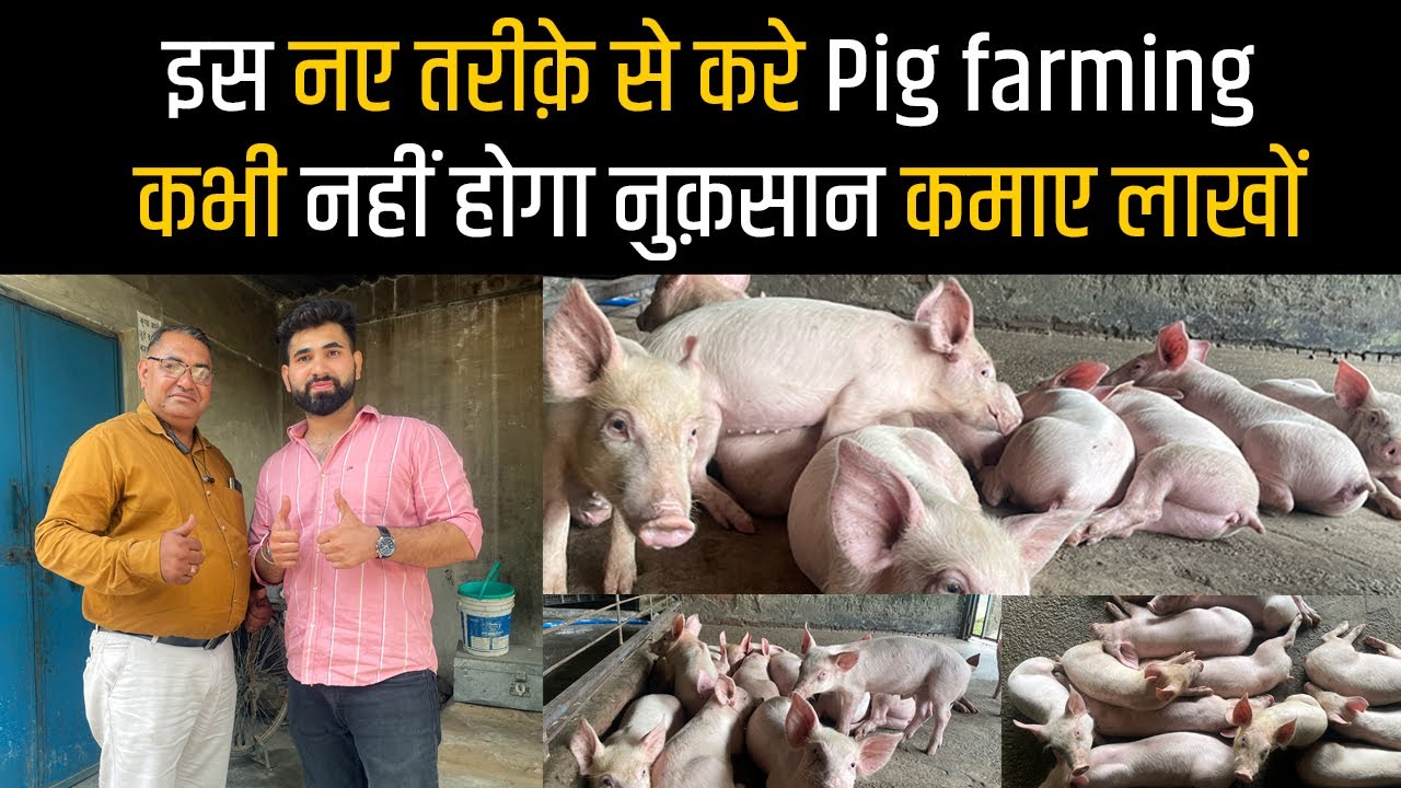 Pig Farming in India | Pig Farm | Sukar palan | सुअर पालन | pig farm profit calculation | suar farm